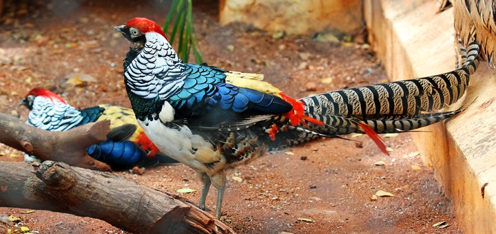 Mysore-zoo