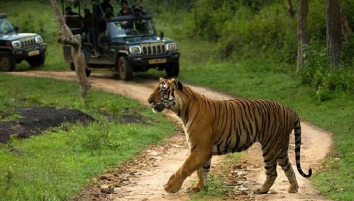 Bandipur National Park Safari