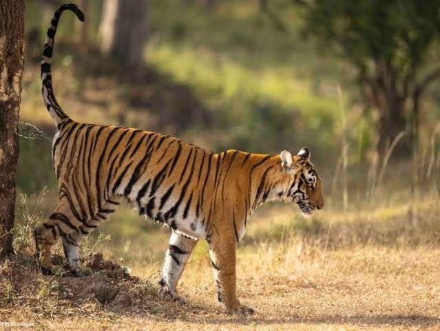 Nagarahole Tiger Reserve